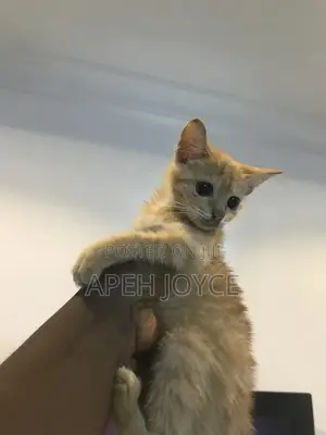 1-3 months Female Purebred Tabby