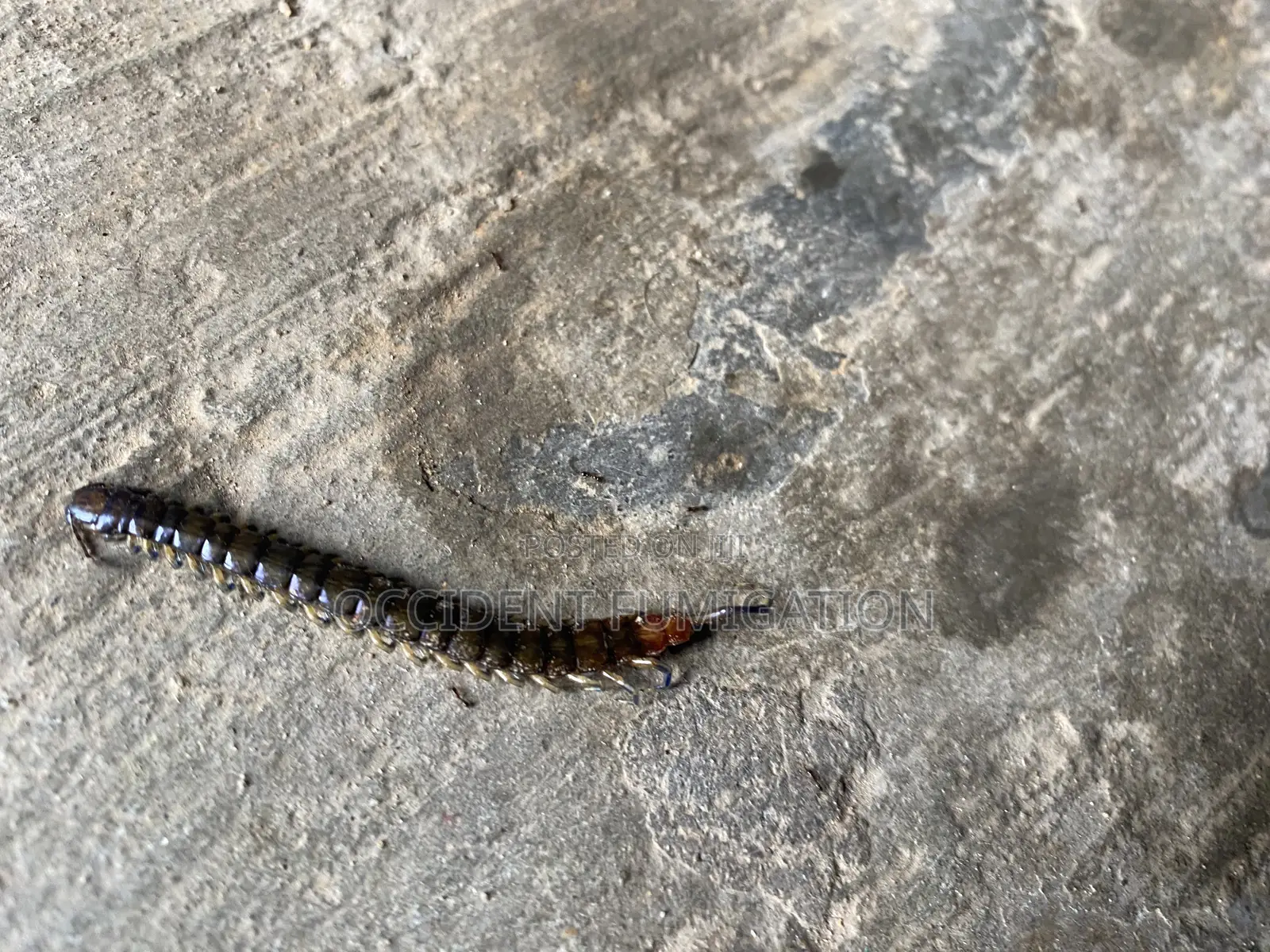 Fumigation and Pest Control/ Cleaning