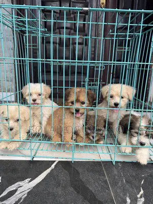 1-3 months Male Purebred Lhasa Apso