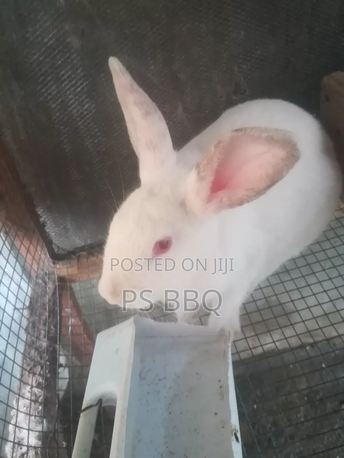 Rabbit Available in Different Breeds