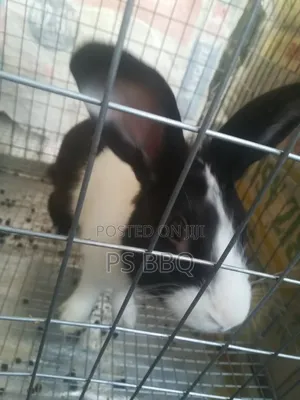 Rabbit Available in Different Breeds