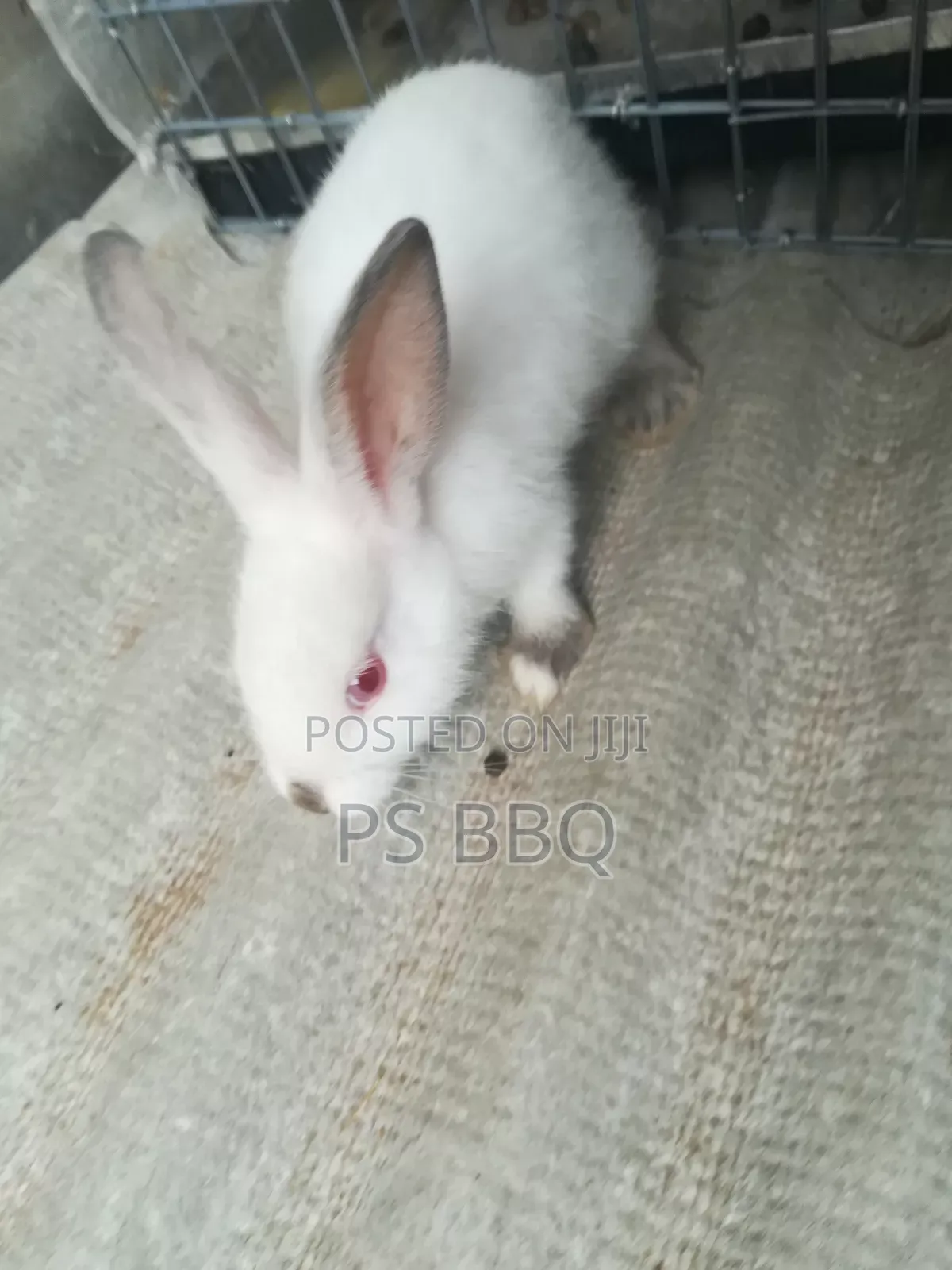 Rabbit Available in Different Breeds