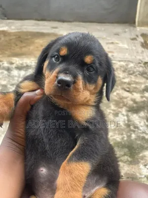 1-3 months Female Purebred Rottweiler