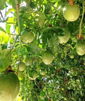 Passion Fruit Seedling