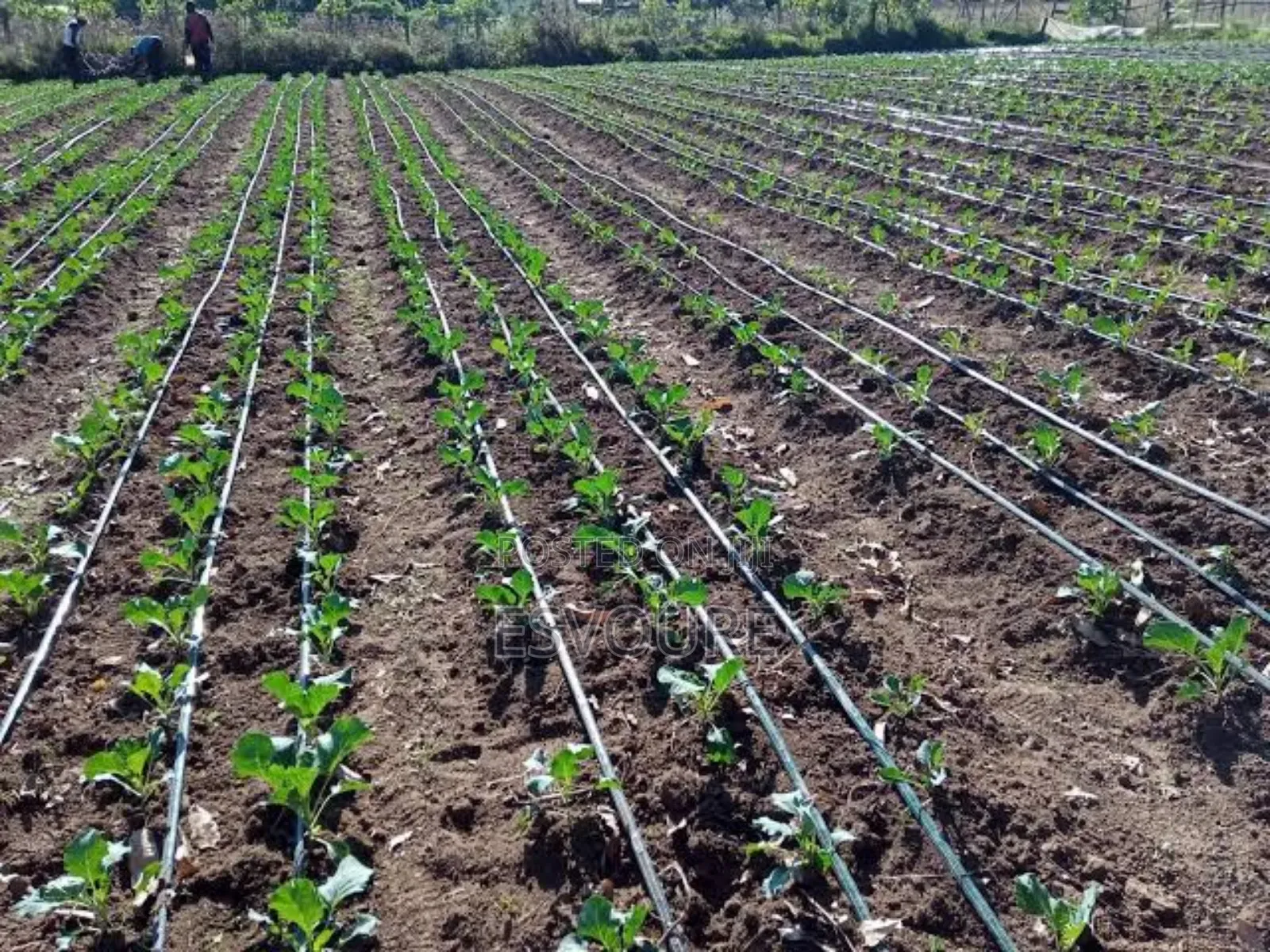 Drip Irrigation Installation