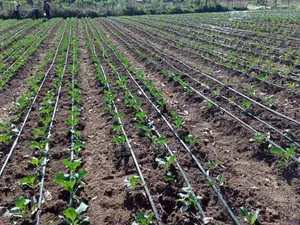 Drip Irrigation Installation