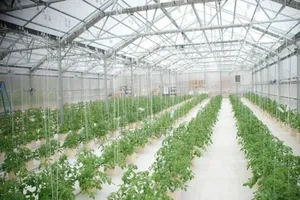Drip Irrigation Installation