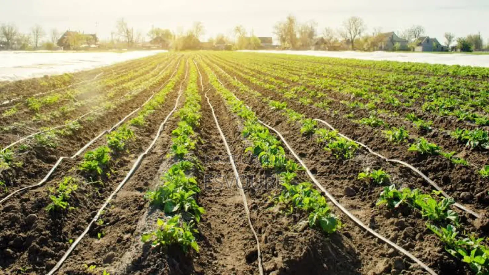 Drip Irrigation Installation