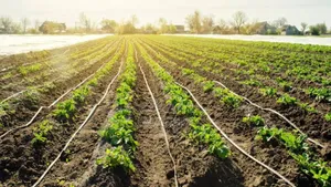 Drip Irrigation Installation