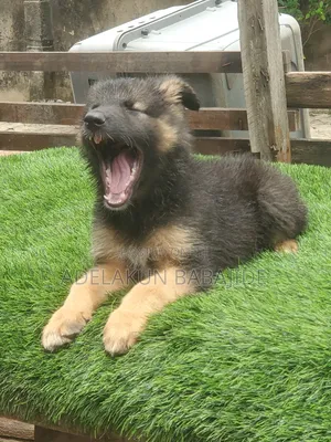 1-3 months Female Purebred German Shepherd