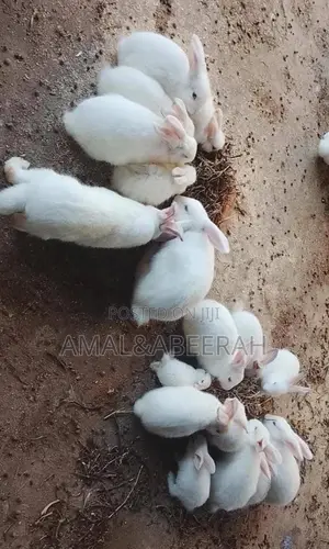 Rabbits for Sale