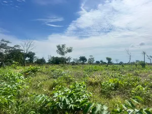 20 Acres of Fertile Farmland – Iseyin-Ibadan Expressway, Oyo State