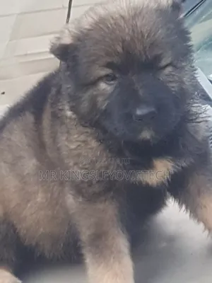 0-1 month Female Purebred Caucasian Shepherd