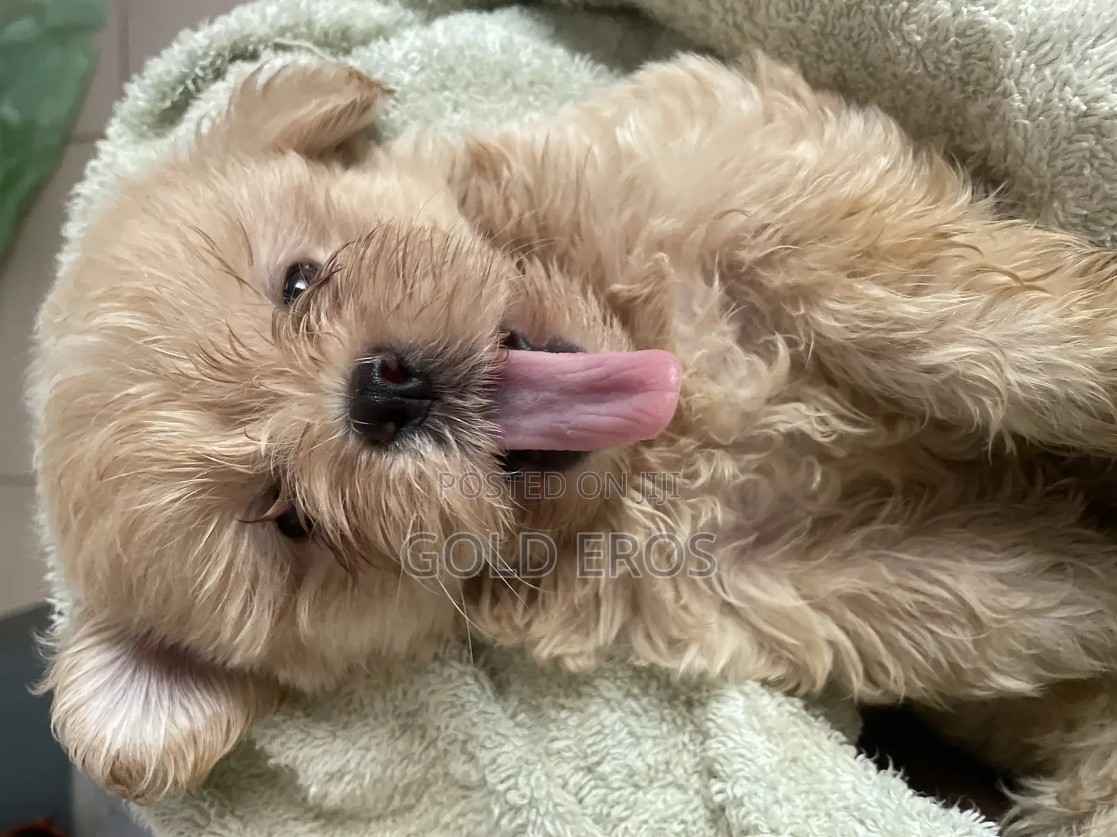 Pet Grooming Services