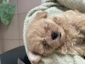 Pet Grooming Services