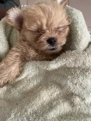 Pet Grooming Services