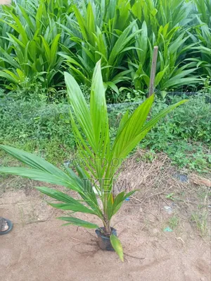 Healthy Palm Seedlings for Sale – Affordable