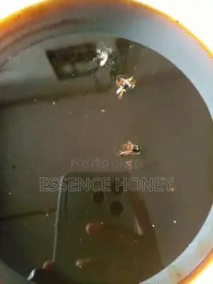 Pure Honey 20 Liters