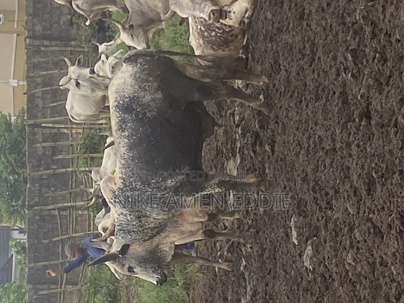 Well Feed Cow's