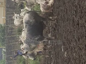 Well Feed Cow's