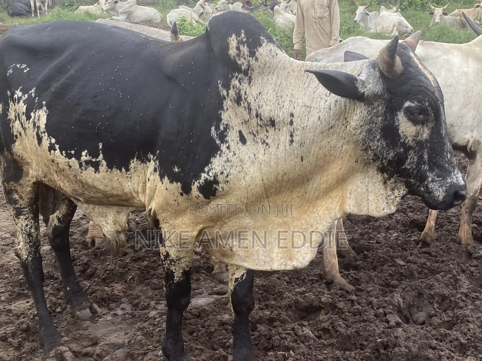 Well Feed Cow's