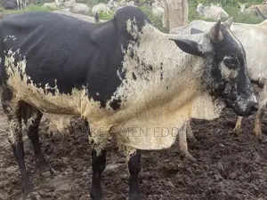 Well Feed Cow's