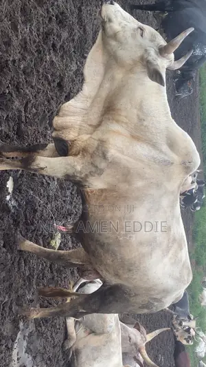 Well Feed Cow's