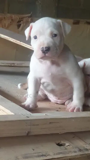 1-3 months Female Purebred American Bully