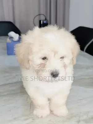1-3 months Male Purebred Lhasa Apso