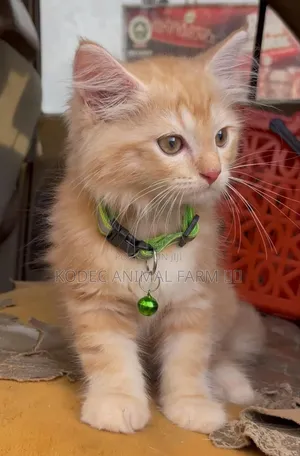 1-3 months Male Purebred Persian