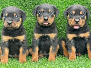 1-3 months Female Purebred Rottweiler