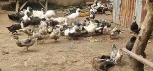 Campbell Imported Foreign Duck for Sale
