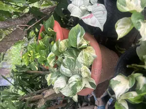 Golden Pothos for Sell