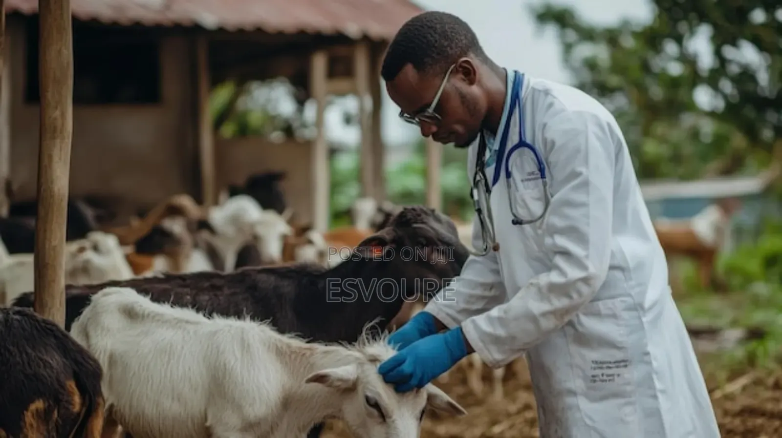 Expert Veterinary Services for Livestock Agriculture!