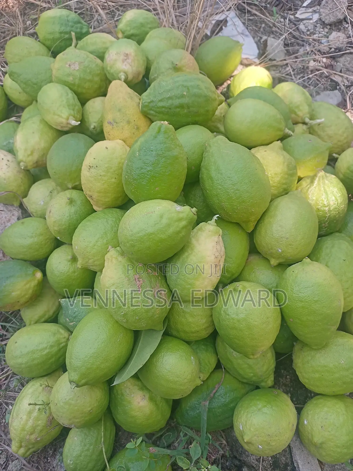 Farm Fresh Yellow Lemon