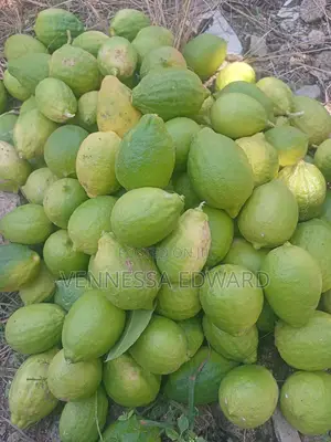 Farm Fresh Yellow Lemon