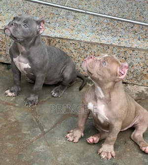 1-3 months Female Purebred American Bully