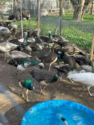 Both Sex Peacocks Are Available for New Home in Pairs