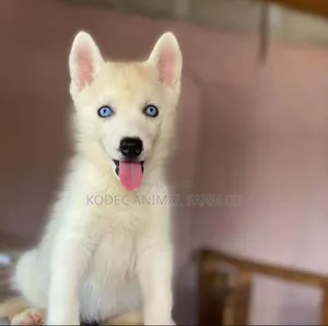 1-3 months Male Purebred Siberian Husky