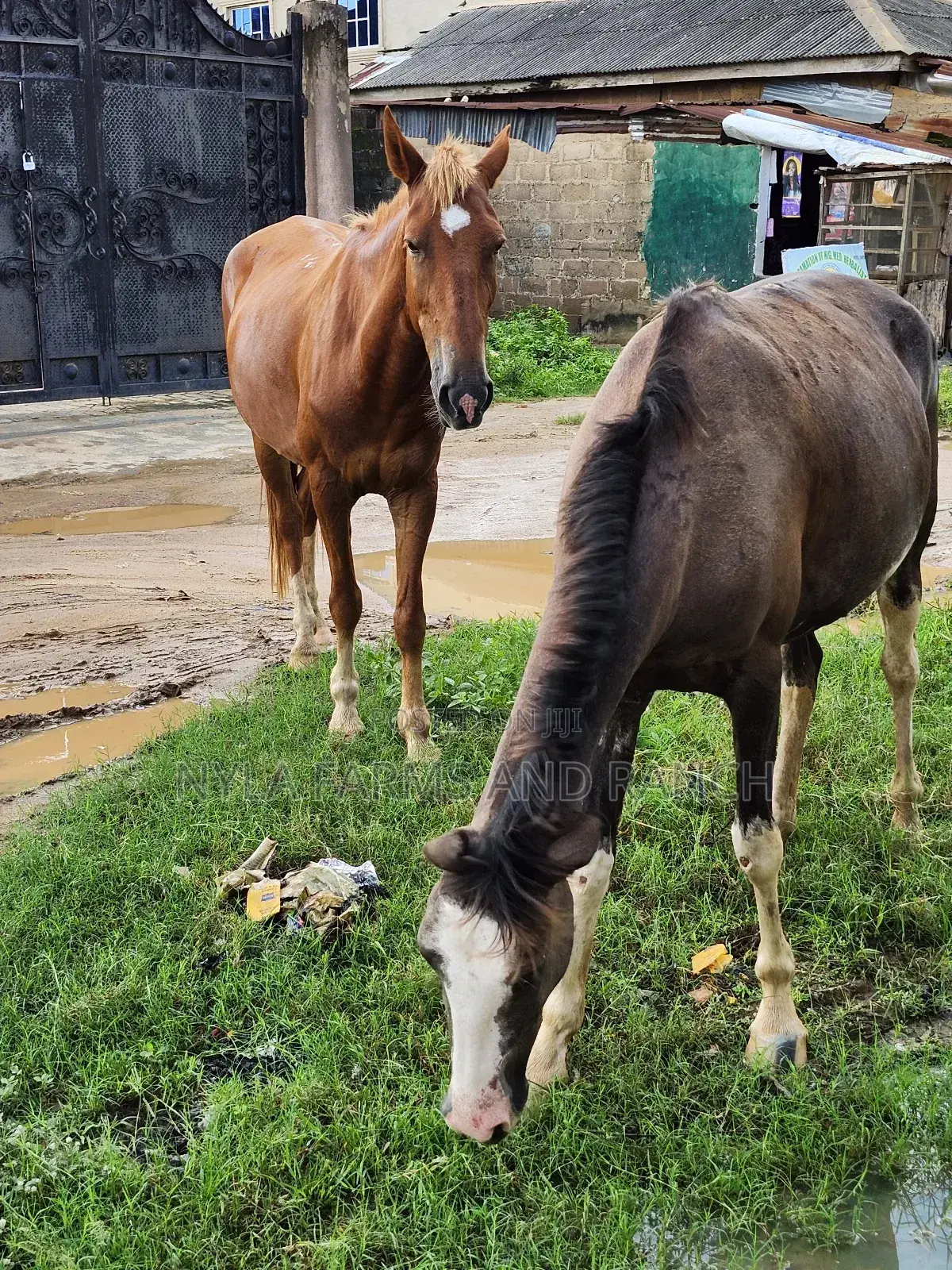 Horse for Sell