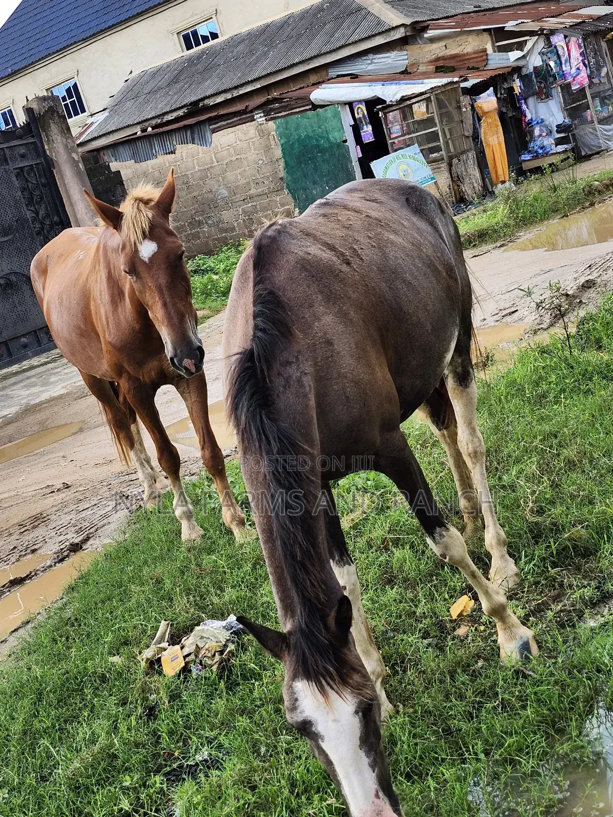 Horse for Sell