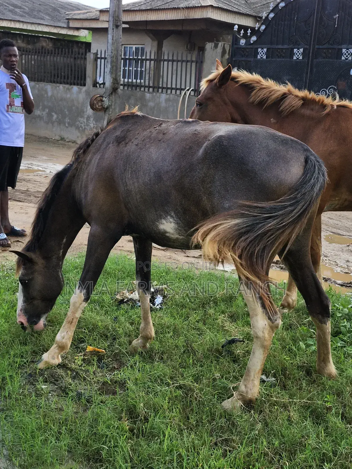 Horse for Sell