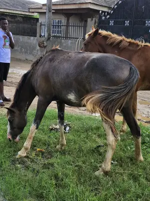 Horse for Sell