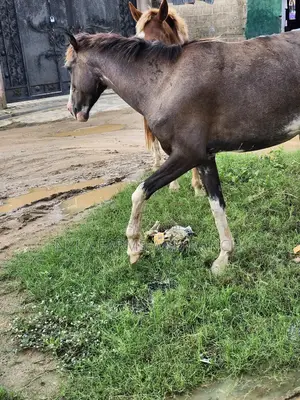 Horse for Sell