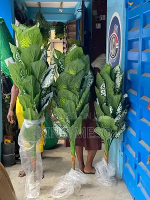 Palm Plant Available in Three Sizes