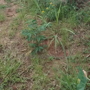 Joint Venture Corner Piece Land