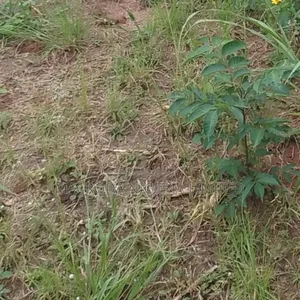 3 Plots of Land at Freedom Way