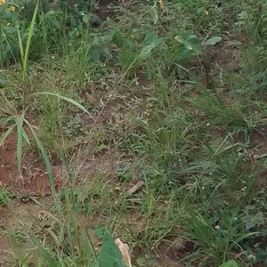 Land Available for Sale