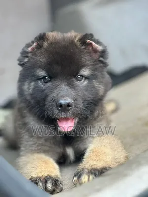 1-3 months Female Purebred Caucasian Shepherd