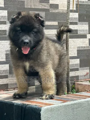 1-3 months Male Purebred Caucasian Shepherd
